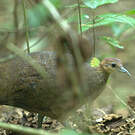 Grand Tinamou