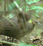 Grand Tinamou