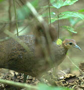 Great Tinamou