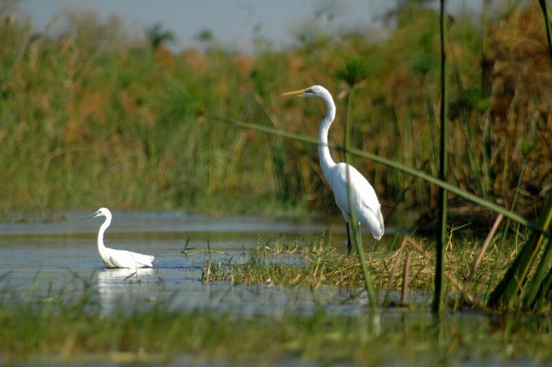Grande Aigrette