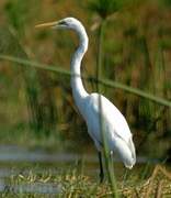 Grande Aigrette