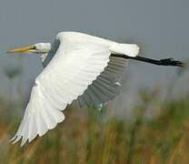 Grande Aigrette