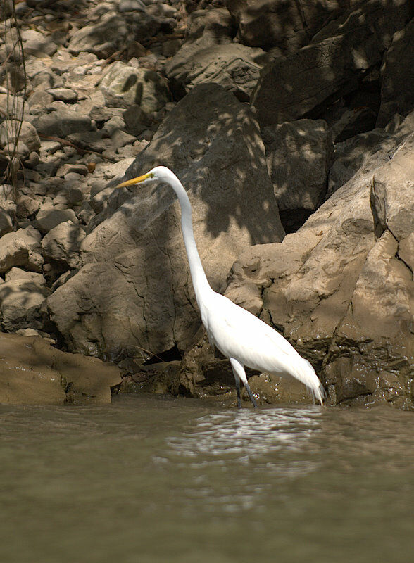 Grande Aigrette