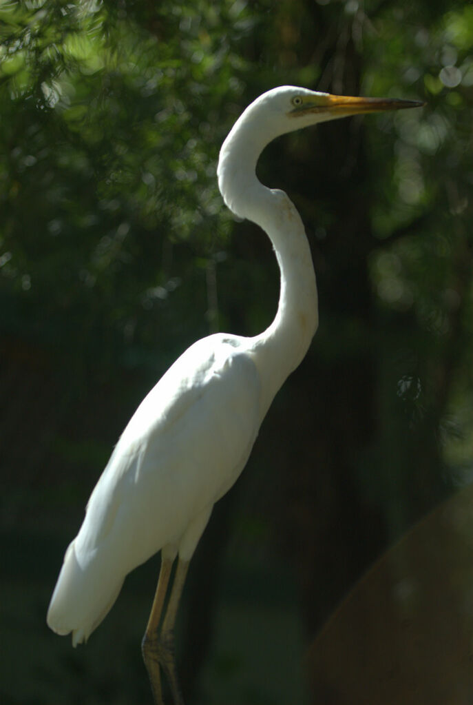 Grande Aigrette