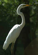 Grande Aigrette