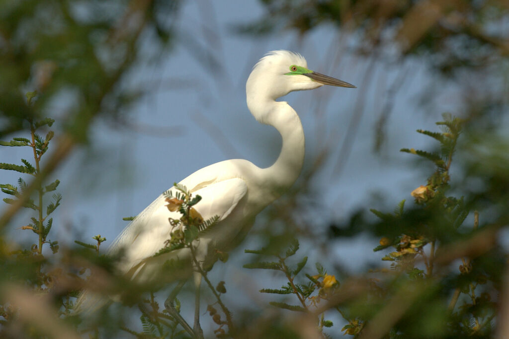 Grande Aigretteadulte nuptial, identification