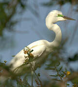 Grande Aigrette