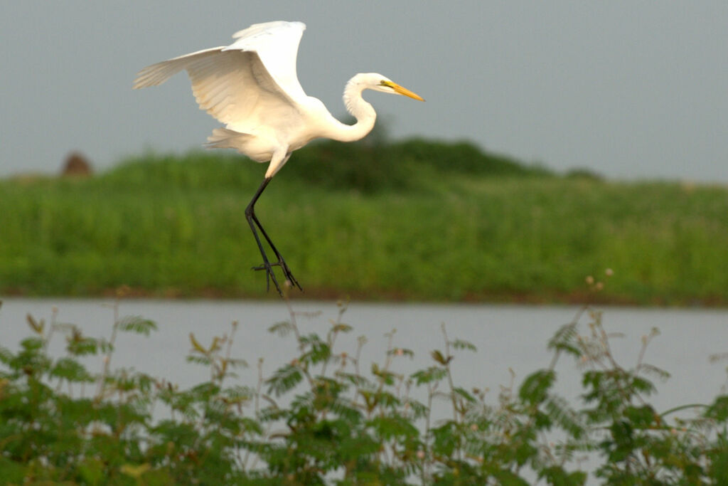 Grande Aigrette