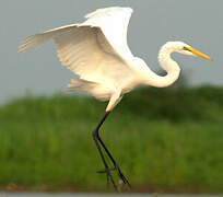 Great Egret