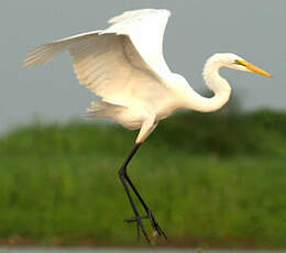 Grande Aigrette