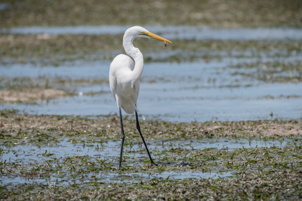 Great Egret