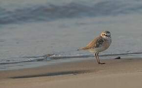 White-fronted Plover