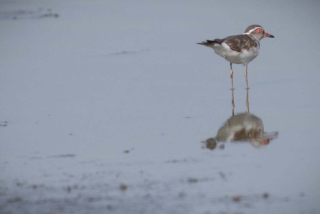 Three-banded Plover