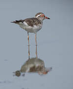 Three-banded Plover