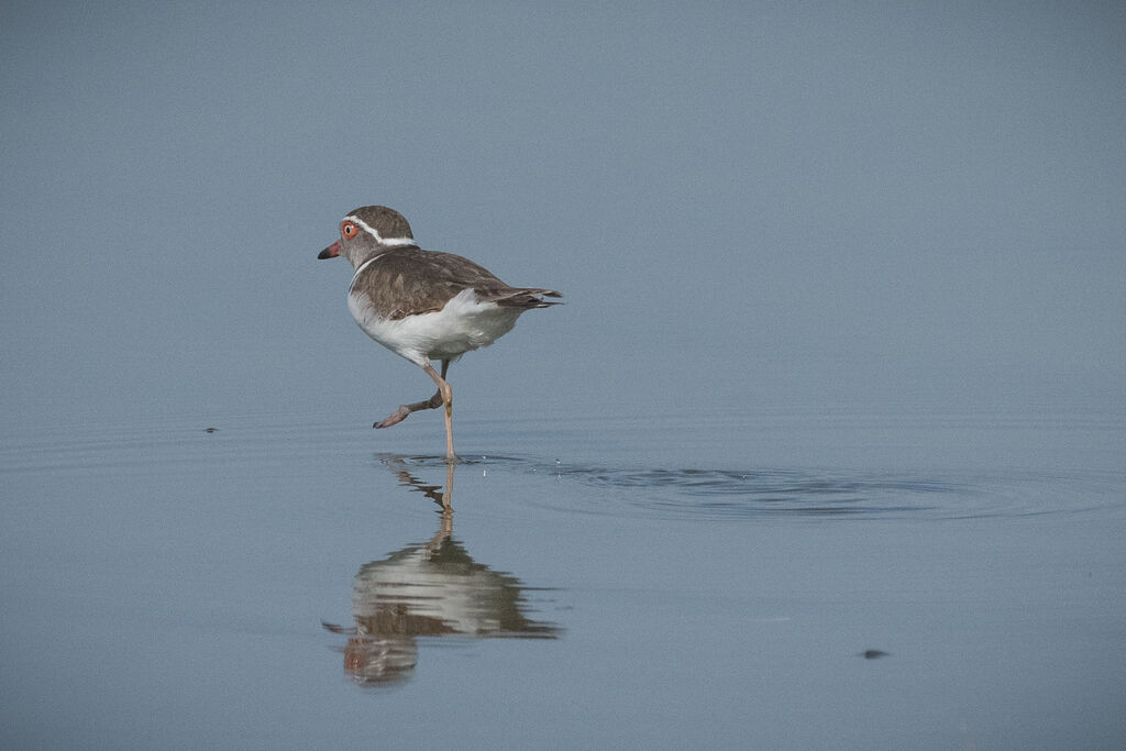 Three-banded Plover