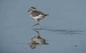 Three-banded Plover