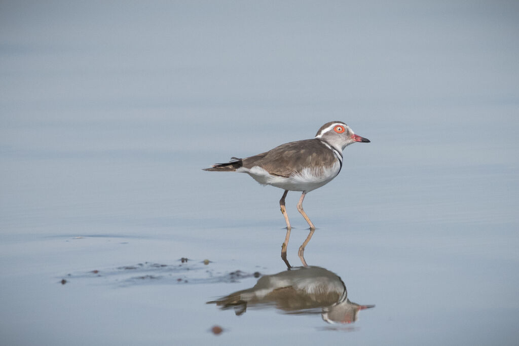 Three-banded Plover