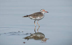 Three-banded Plover