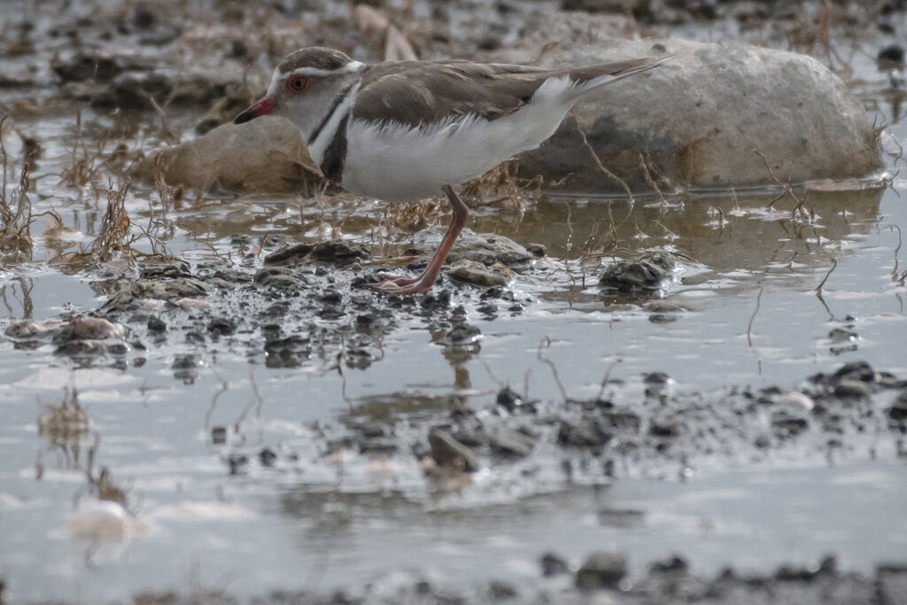 Three-banded Plover