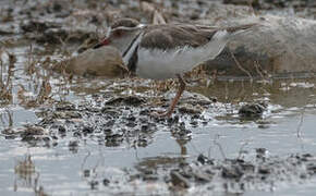 Three-banded Plover