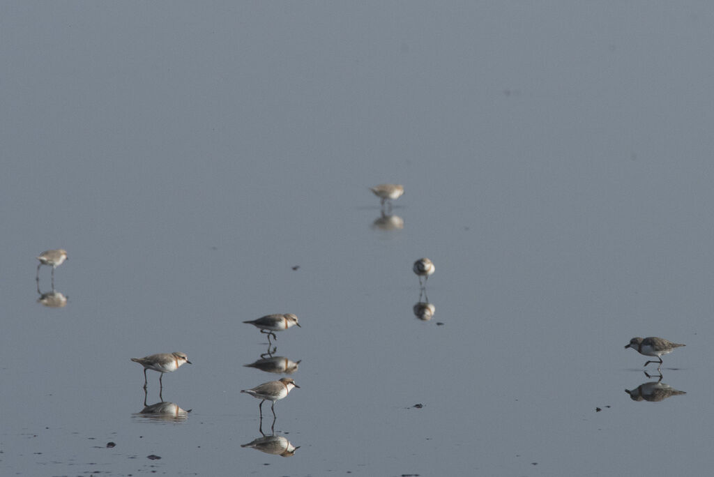 Chestnut-banded Plover