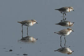 Chestnut-banded Plover