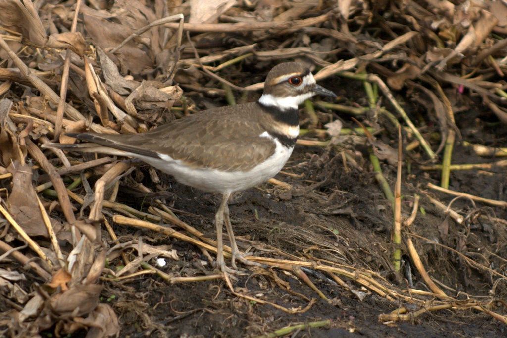 Killdeer