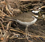 Killdeer