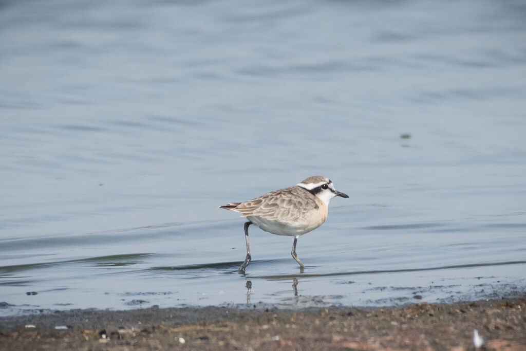 Kittlitz's Plover