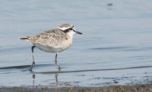 Kittlitz's Plover