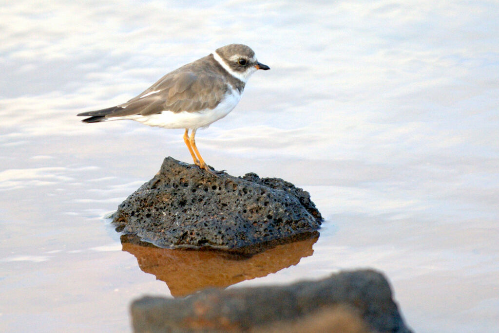 Semipalmated Plover