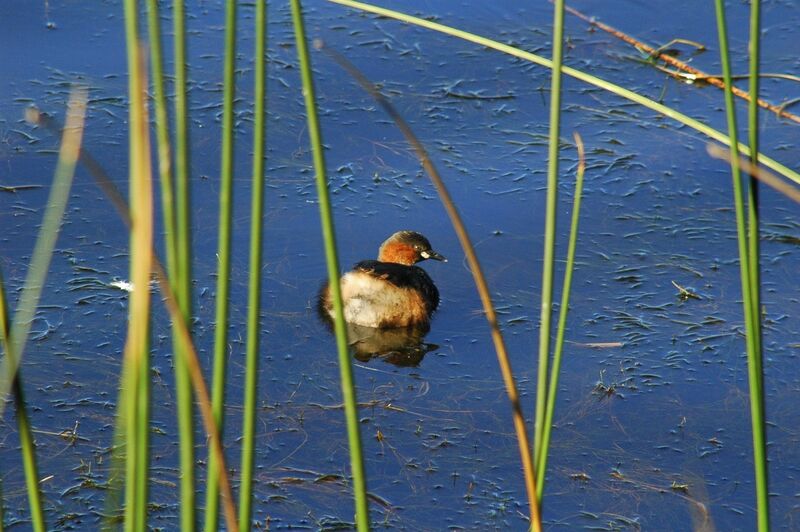 Little Grebe