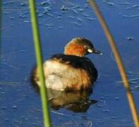 Little Grebe