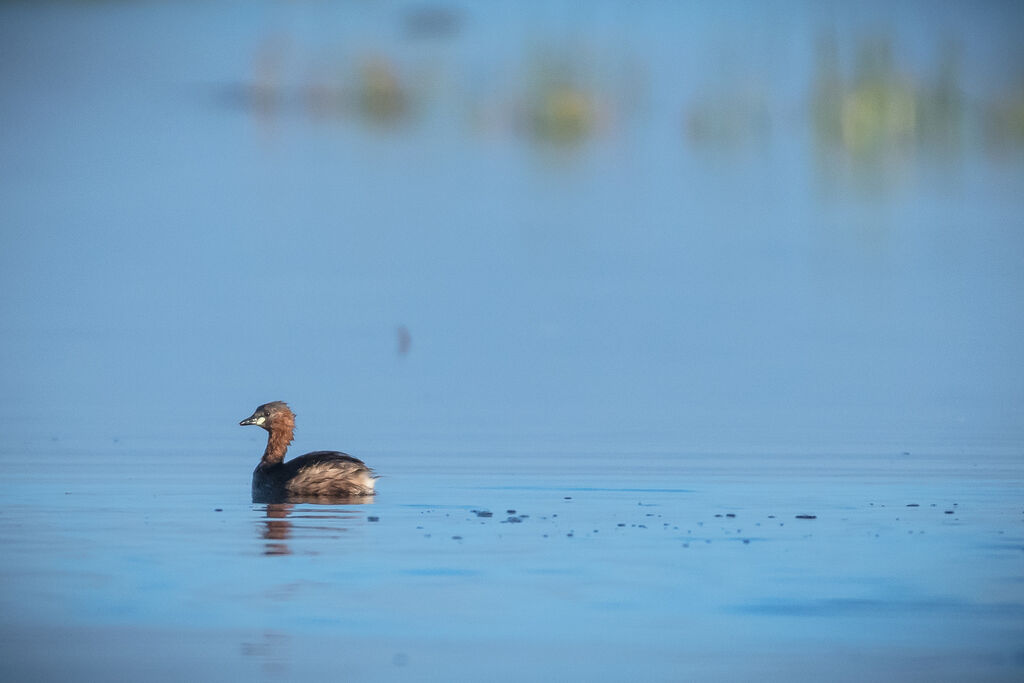 Little Grebe