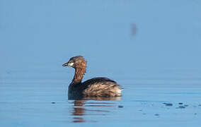 Little Grebe