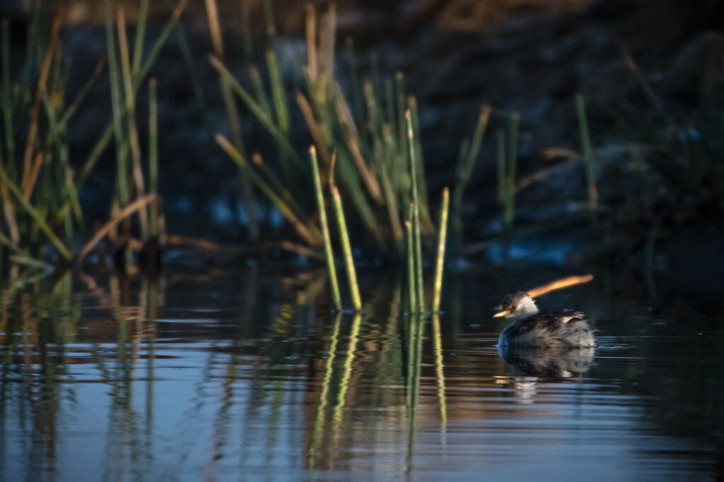 Little Grebe