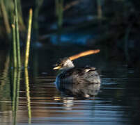 Little Grebe