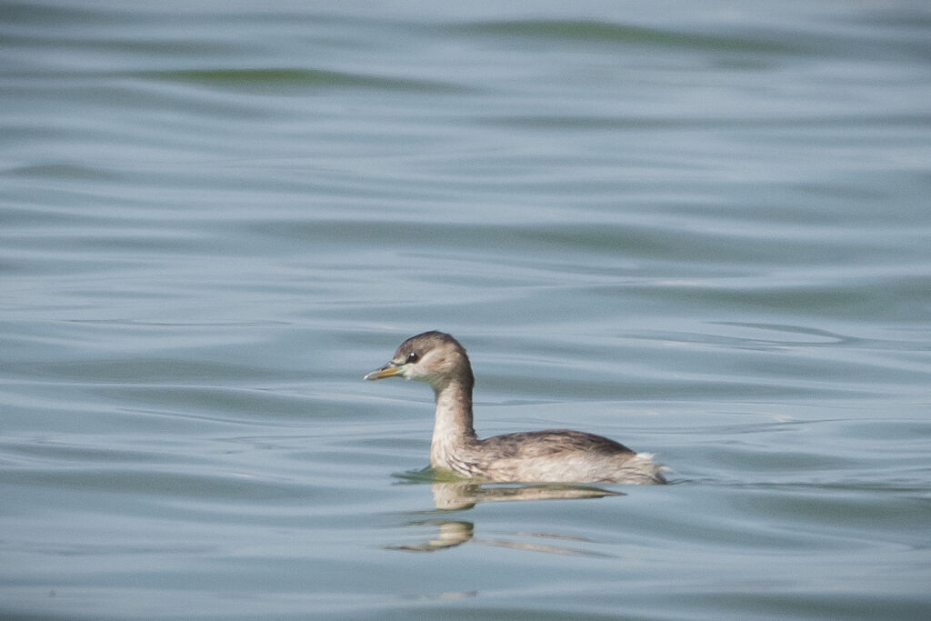 Little Grebe