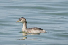 Little Grebe