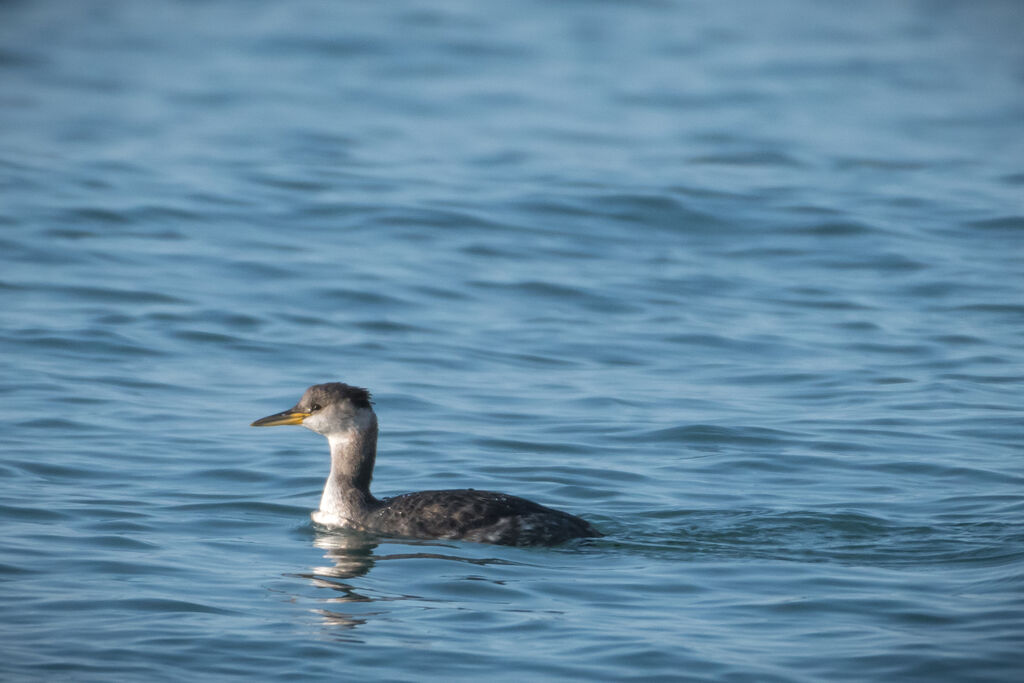 Red-necked Grebe