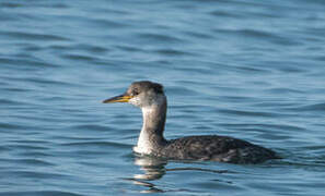 Red-necked Grebe