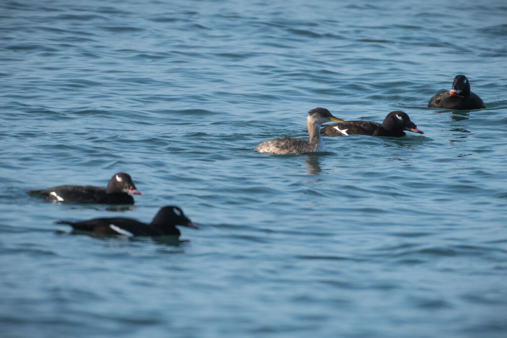 Red-necked Grebe