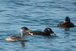 Red-necked Grebe