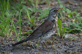 Fieldfare