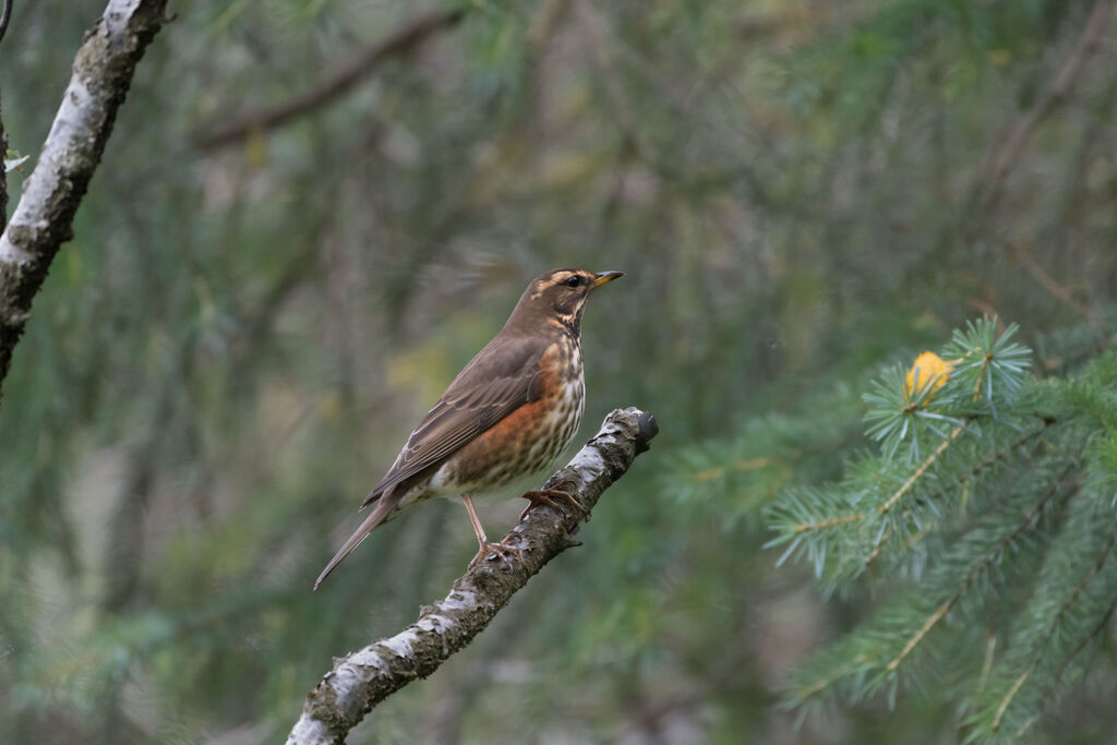 Redwing