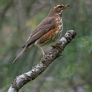 Redwing