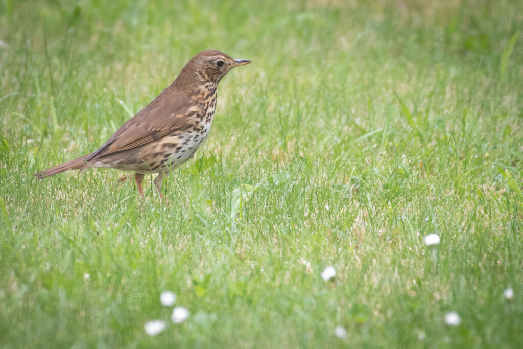 Song Thrush