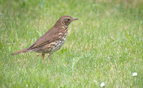 Song Thrush