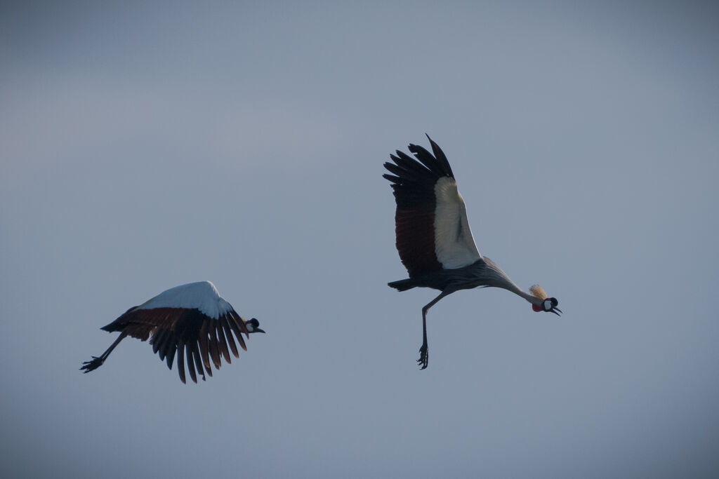 Grey Crowned Craneadult, Flight