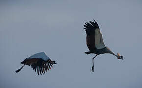 Grey Crowned Crane